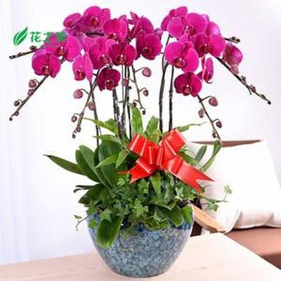 盆栽花卉照片 - 花卉禮品